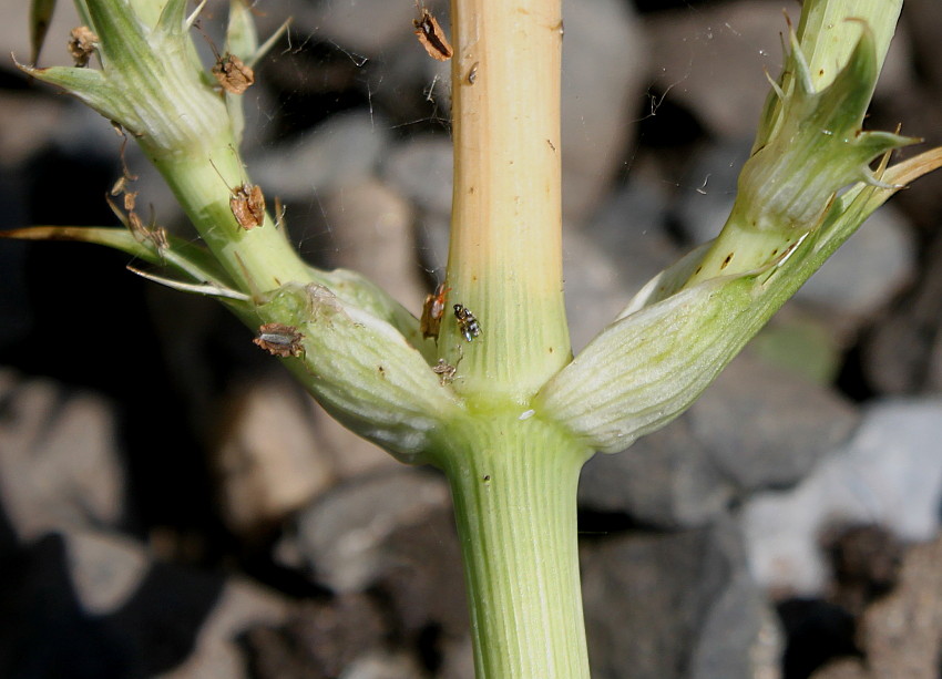 Image of Eryngium pandanifolium specimen.