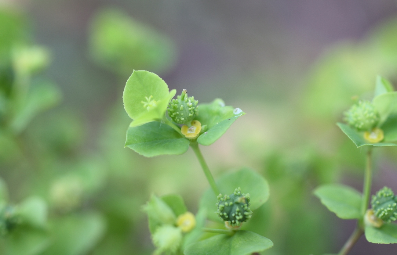 Image of Euphorbia stricta specimen.