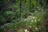 Pyrethrum corymbosum