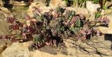 Kalanchoe fedtschenkoi