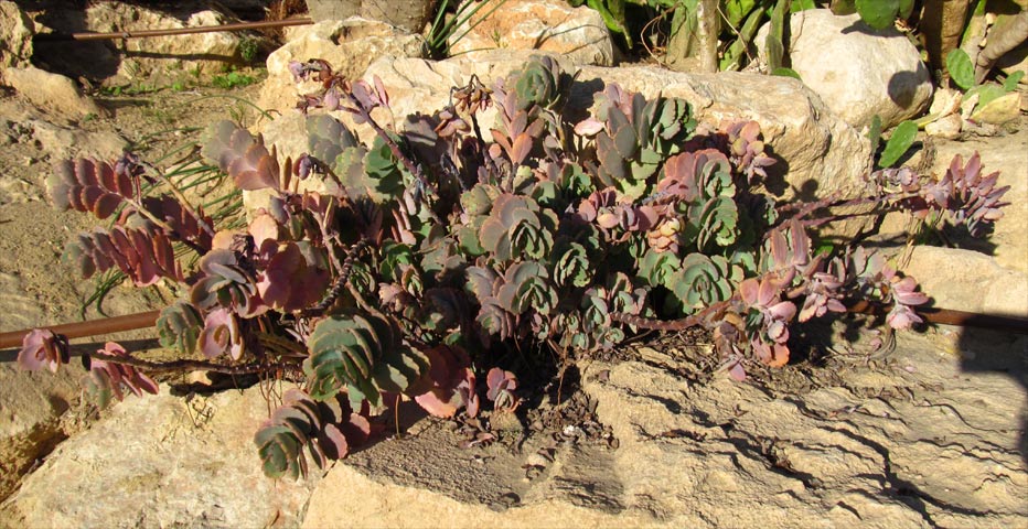 Изображение особи Kalanchoe fedtschenkoi.