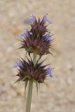 Salvia columbariae. Соцветие. США, Калифорния, Joshua Tree National Park. 19.02.2014.