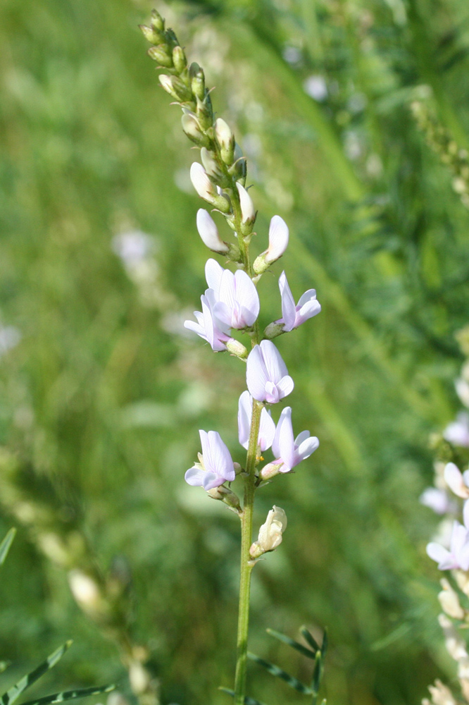 Image of Astragalus sulcatus specimen.
