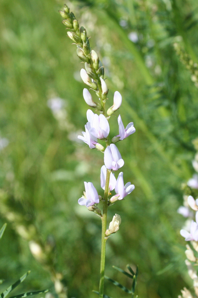 Изображение особи Astragalus sulcatus.