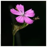 Dianthus borbasii. Соцветие. Республика Татарстан, Волжско-Камский заповедник. 30.06.2009.