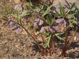 Helleborus purpurascens. Цветущее растение. Киев, ботанический сад им. акад. Фомина (Киевского университета). 28 марта 2014 г.