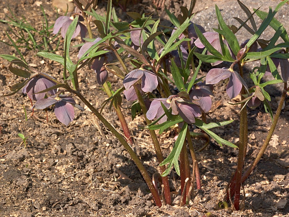 Image of Helleborus purpurascens specimen.