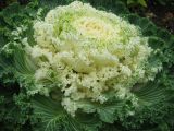 Brassica разновидность viridis