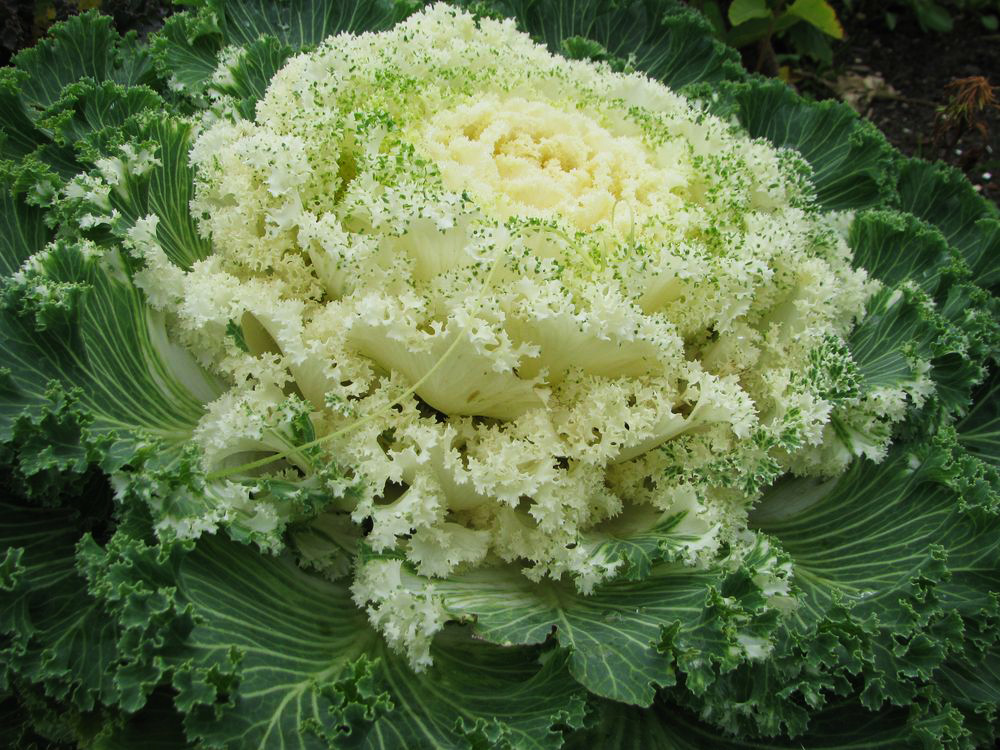 Изображение особи Brassica oleracea var. viridis.