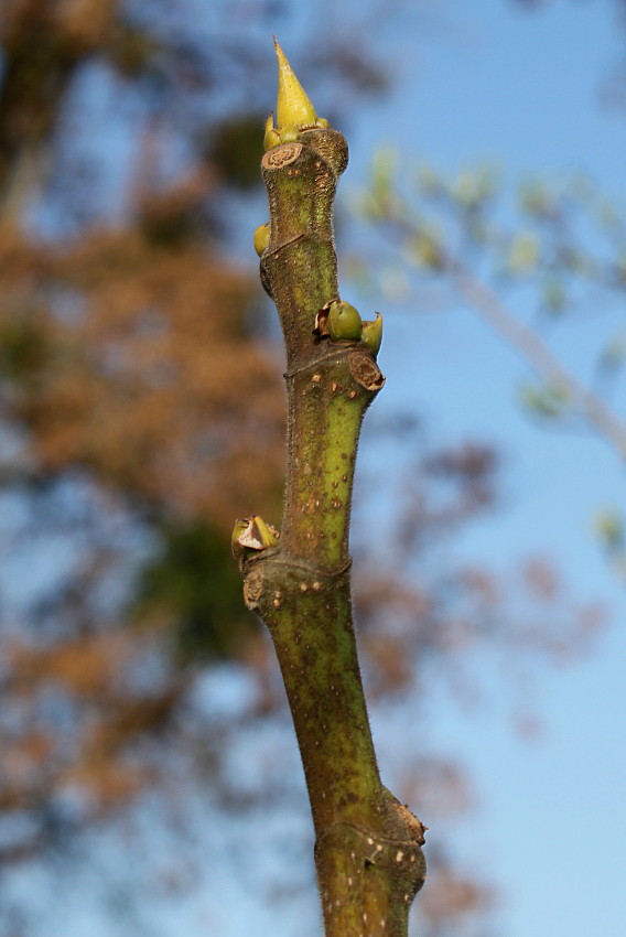 Изображение особи Ficus carica.