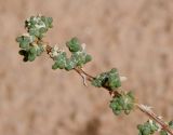 Traganum nudatum