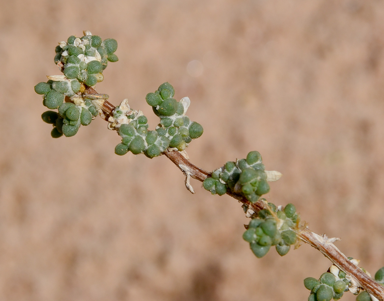 Image of Traganum nudatum specimen.