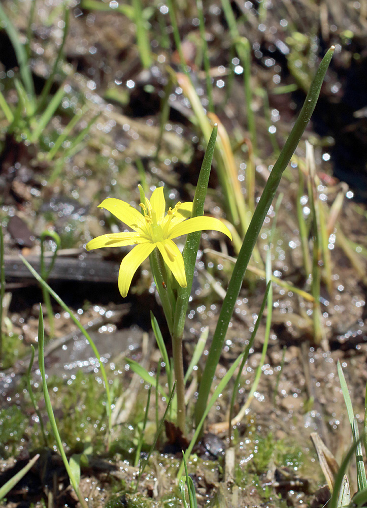 Изображение особи Gagea liotardii.