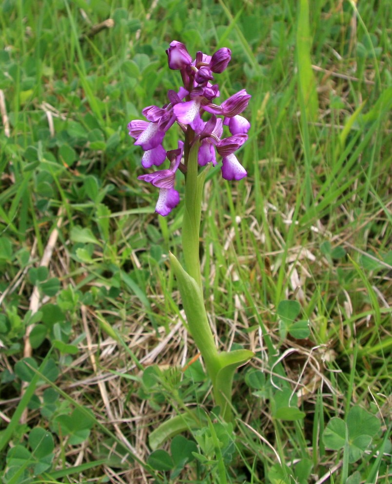 Image of Anacamptis morio ssp. caucasica specimen.