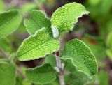 Cistus creticus