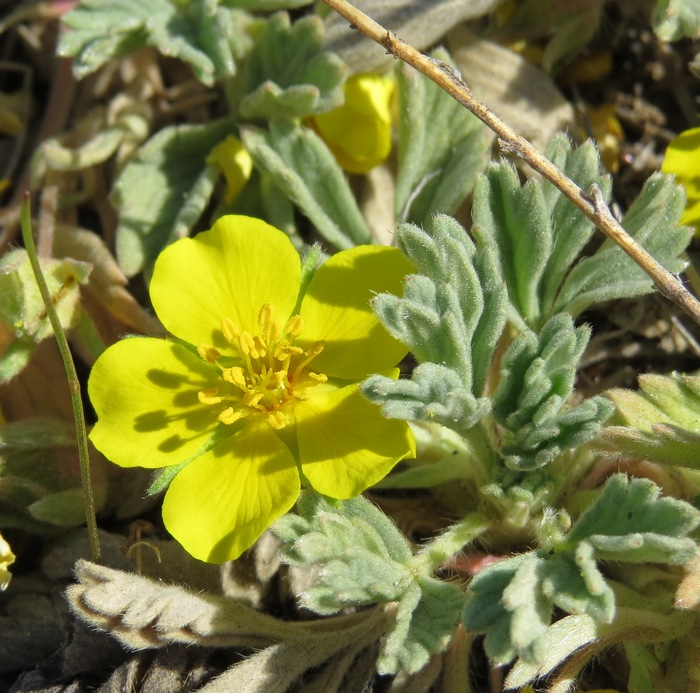 Изображение особи Potentilla acaulis.