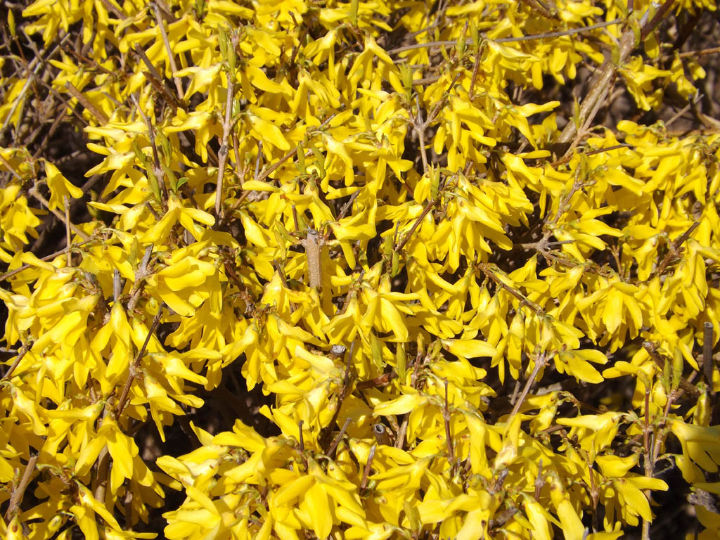 Image of Forsythia &times; intermedia specimen.