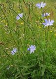 Cichorium intybus