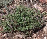 Thymus guberlinensis