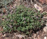 Thymus guberlinensis