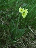 Primula poloninensis