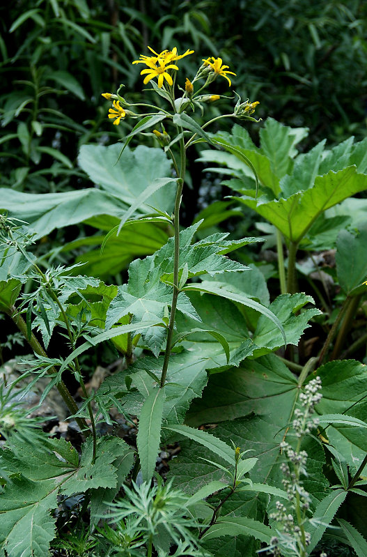 Изображение особи Senecio sarracenicus.