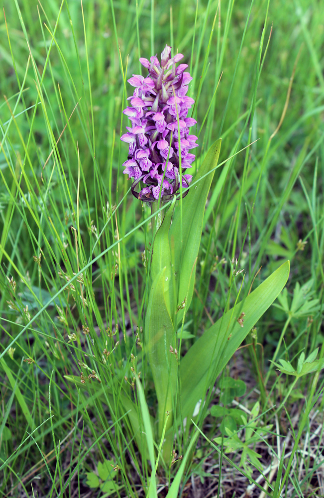 Изображение особи Dactylorhiza incarnata.