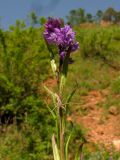 Polygala wolfgangiana