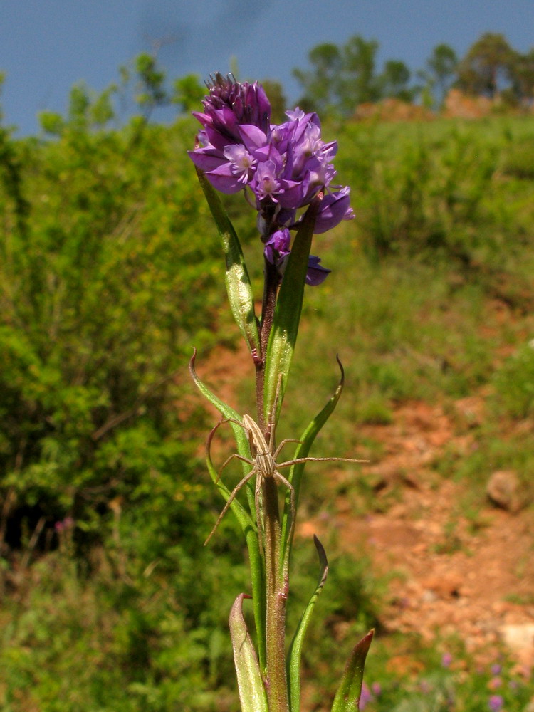 Изображение особи Polygala wolfgangiana.