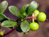 Arctostaphylos uva-ursi