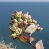 Bupleurum rotundifolium. Верхушка побега с соцветием. Краснодарский край, м/о г. Новороссийск, окр. пос. Абрау, гора Круглая, кромка обрыва над морем. 13.06.2014.