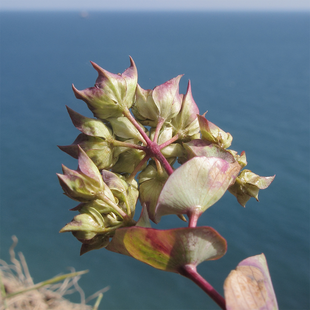 Image of Bupleurum rotundifolium specimen.