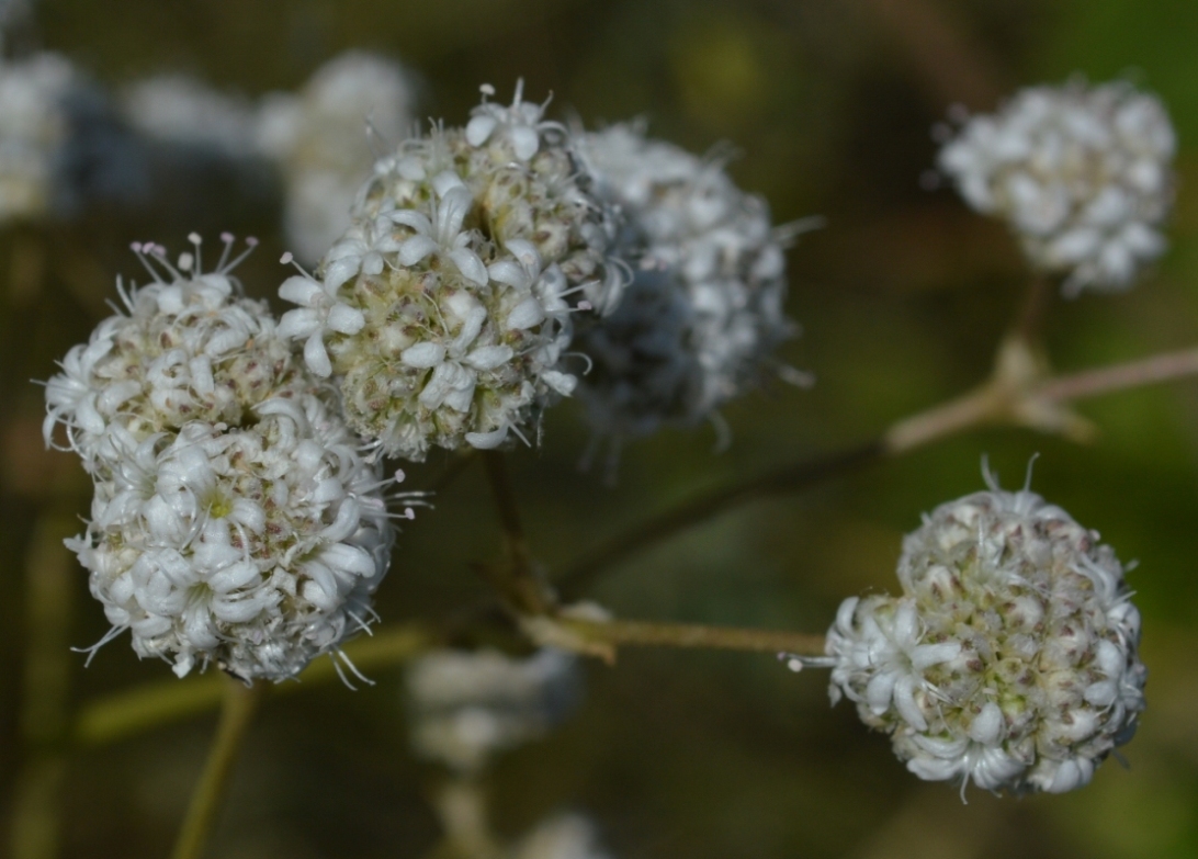 Image of Gypsophila glomerata specimen.