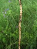 Linaria biebersteinii