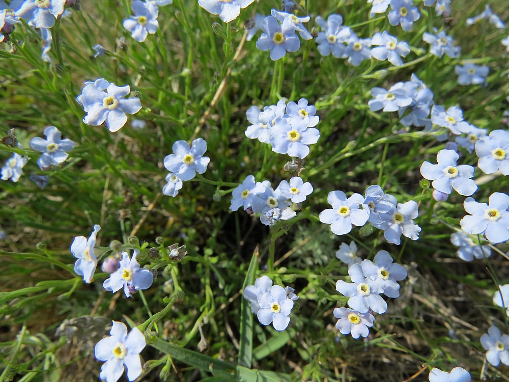 Изображение особи Eritrichium altaicum.