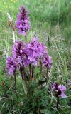 Dactylorhiza psychrophila