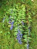 Gentiana asclepiadea