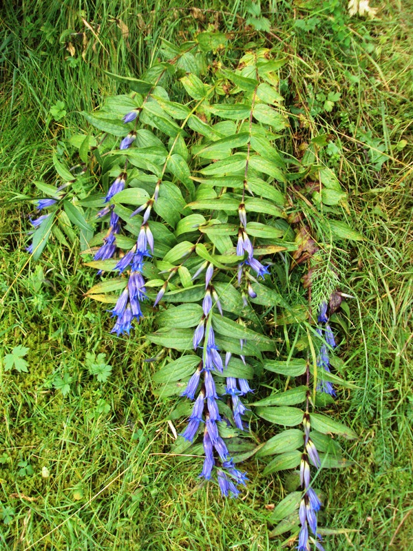 Image of Gentiana asclepiadea specimen.