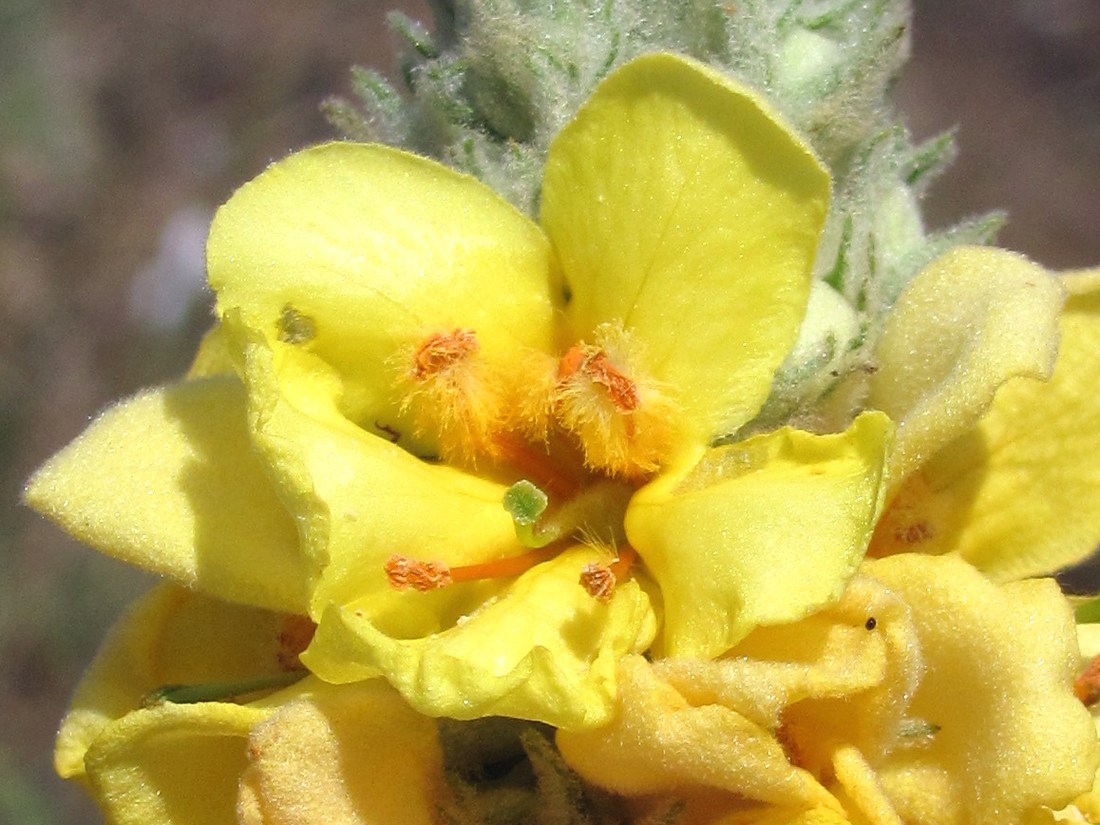 Image of Verbascum ovalifolium specimen.