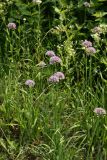 Allium lusitanicum