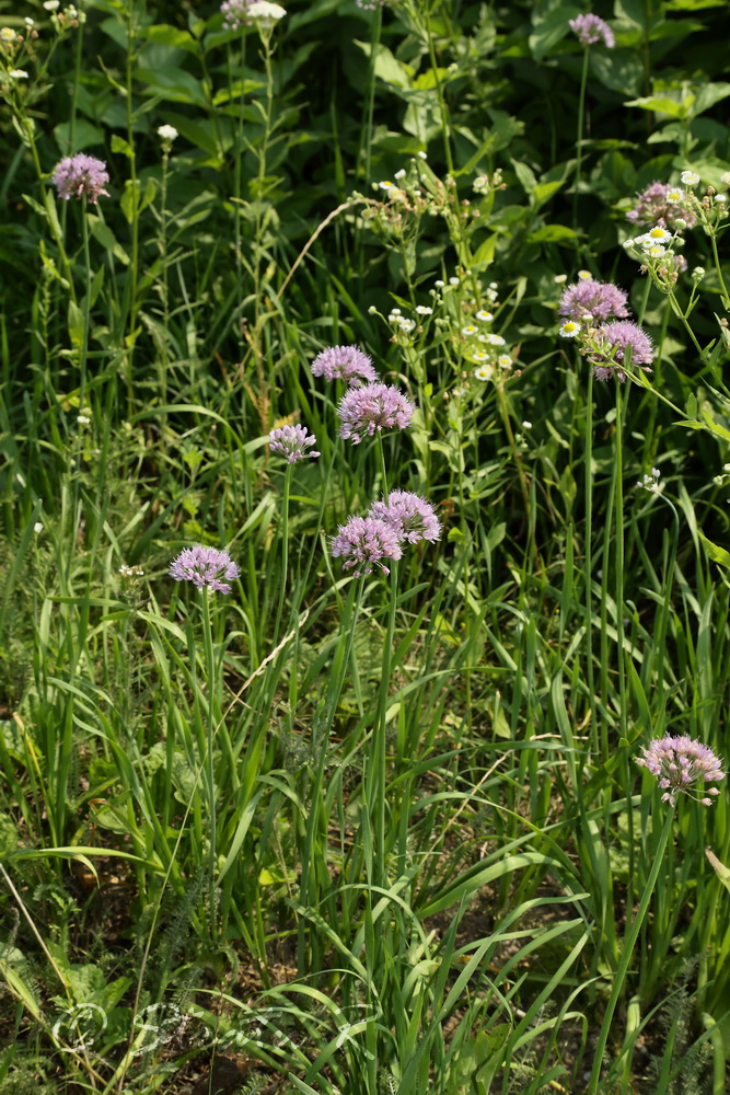 Изображение особи Allium lusitanicum.