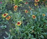 Gaillardia pulchella