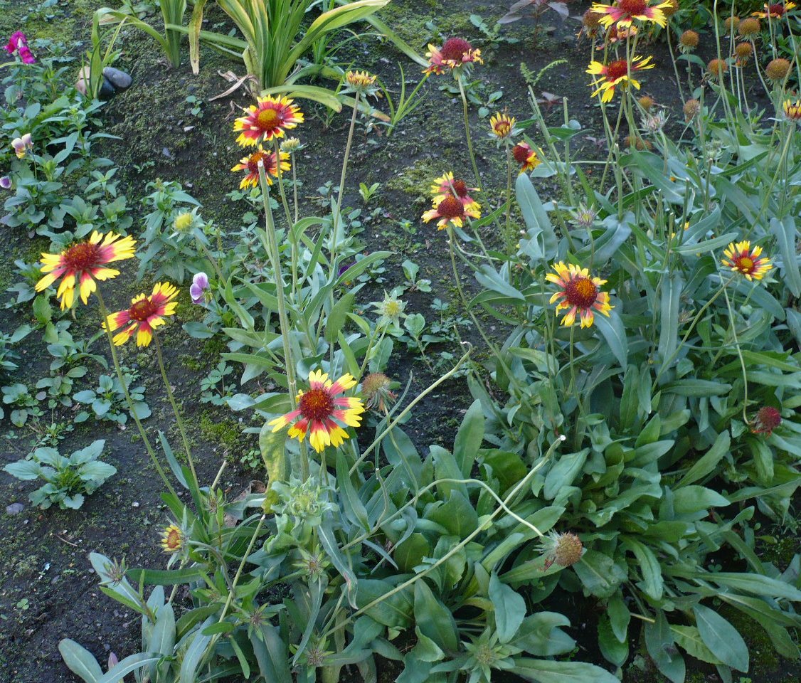 Image of Gaillardia pulchella specimen.