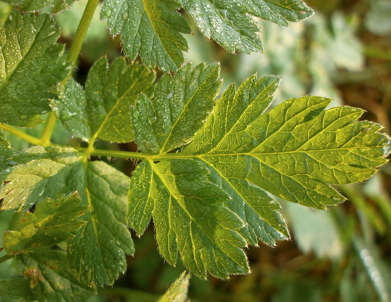 Image of familia Apiaceae specimen.