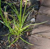 Cyperus eragrostis. Листья и нижняя часть цветоносного побега. Германия, г. Дюссельдорф, Ботанический сад университета. 03.07.2014.