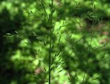 Poa nemoralis