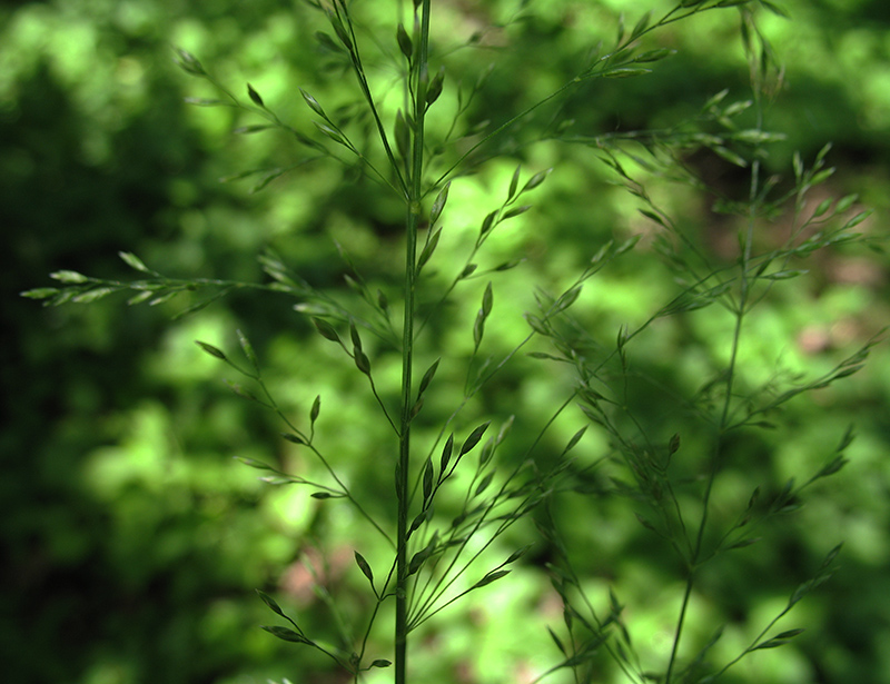 Изображение особи Poa nemoralis.