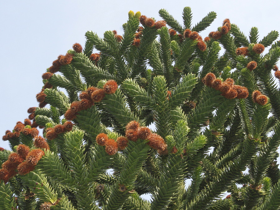 Изображение особи Araucaria araucana.