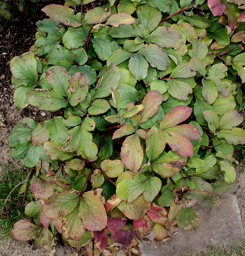Image of Paeonia mlokosewitschii specimen.