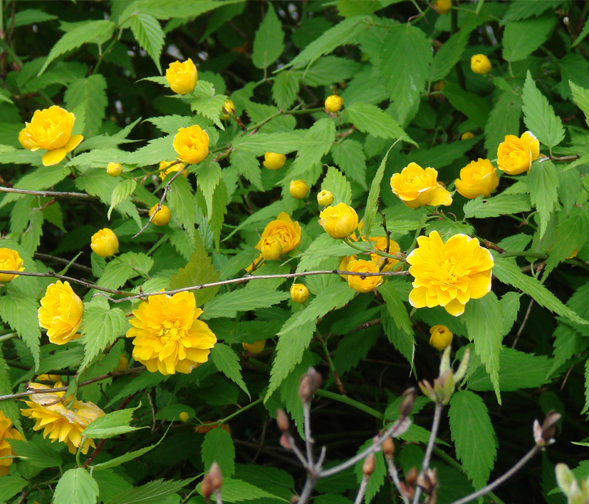 Изображение особи Kerria japonica var. pleniflora.